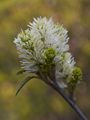 Fothergilla major-1 Fotergilla większa